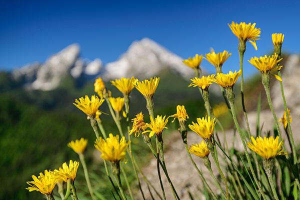 Growth of yellow flowers during sunny day