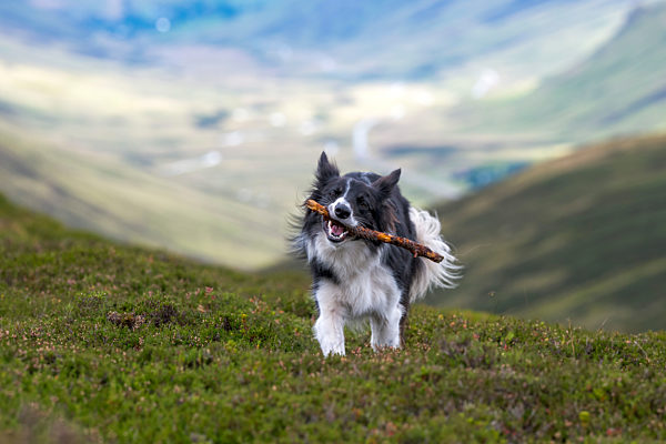 Border Collie holding stick in mouth while walking on grass