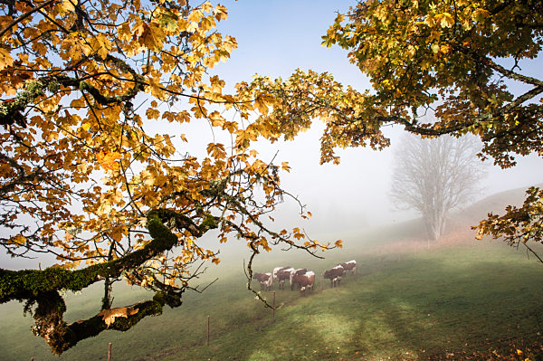 Cattle grazing in foggy autumn pasture