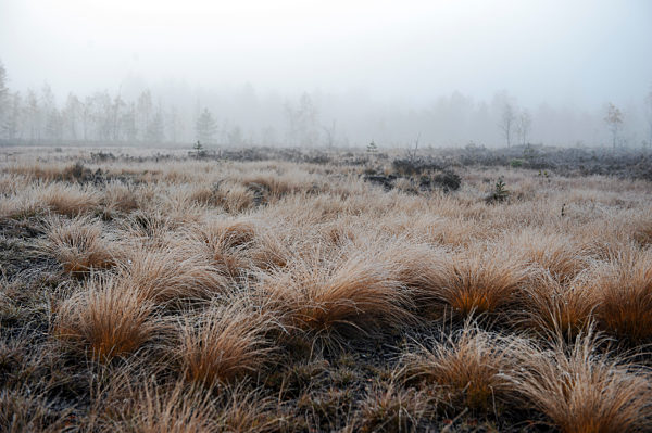 Moor at foggy autumn morning