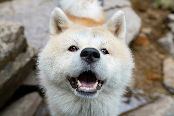 Akita dog with mouth open on rock