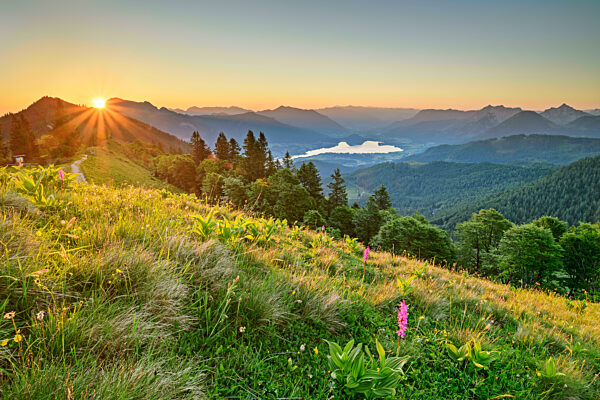 Sunlight on plants at Zwolferhorn, Salzburg, Austria