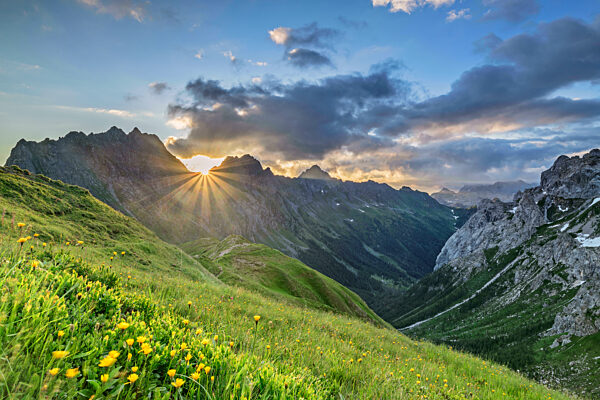 Flowering plants on mountain at morning at Carinthia, Austria