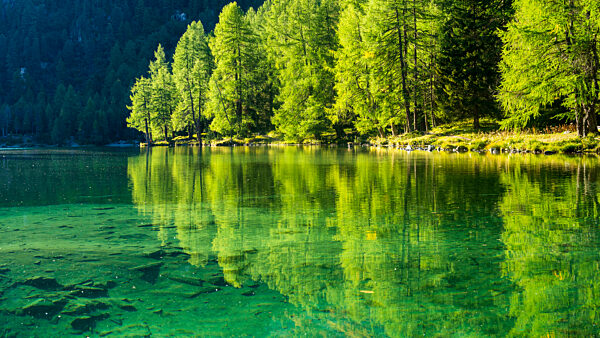 Reflection trees in water at Lai Da Palpuogna, Graubunden, Switzerland