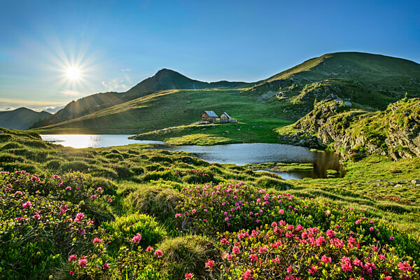 Sunlight on flowering plants at Julian Alps, Carinthia, Austria