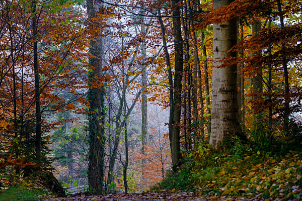 Foggy morning in autumn forest