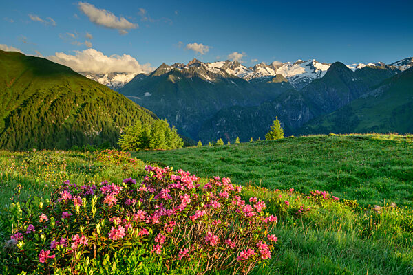 Springtime meadow in Hohe Tauern National Park