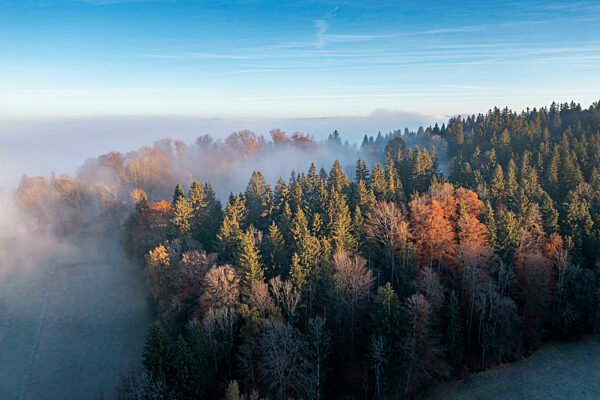 Drone view of autumn forest shrouded in morning mist