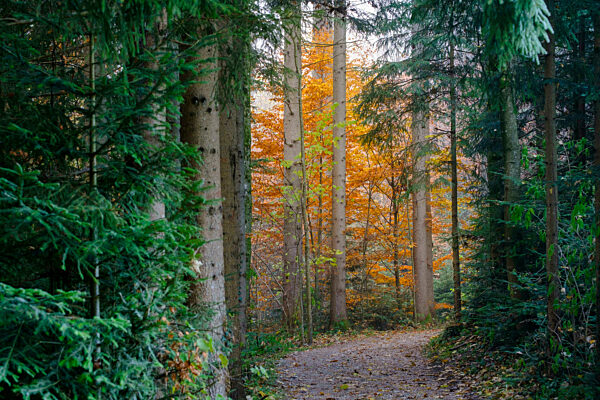 Empty footpath in autumn forest