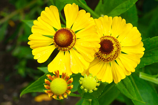 Heads of yellow blooming sneezeweeds (Helenium autumnale)