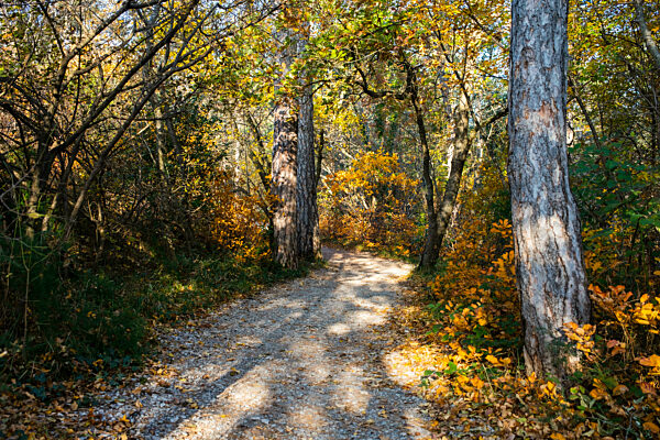 Rilke Trail stretching through autumn forest