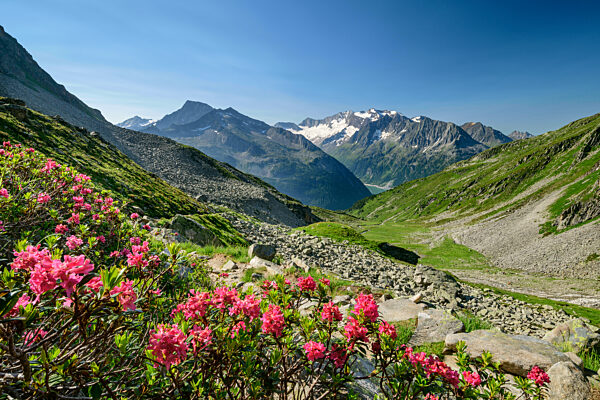 Roses blooming in scenic valley of Zillertal Alps