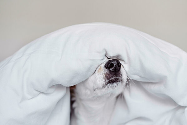 Jack Russell dog covered with white duvet