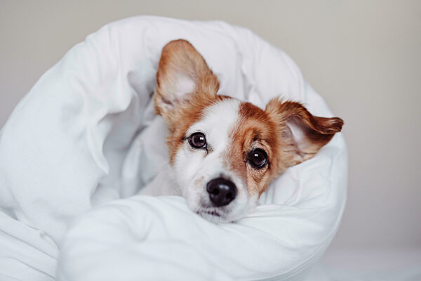 Cute Jack Russel puppy wrapped in white blanket