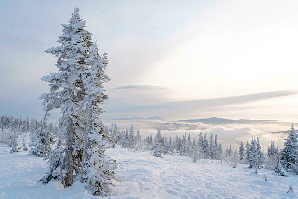 Snow covered pine trees and landscape at Sheregesh, Russia