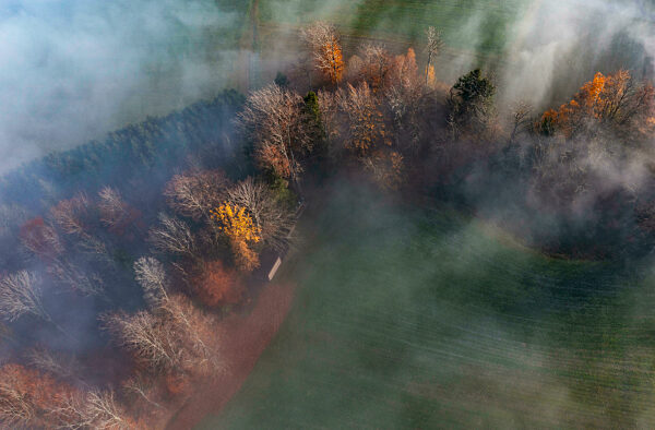 Drone view of autumn grove shrouded in morning fog