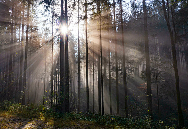 Rising sun shining through branches of forest trees
