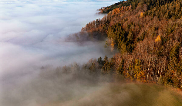 Drone view of edge of autumn forest shrouded in thick morning fog