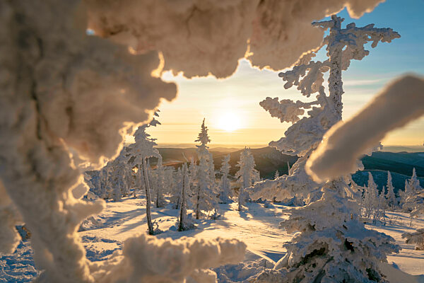 Snow covered trees at sunset, Sheregesh, Russia
