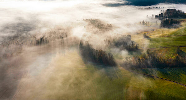 Drone view of autumn forest shrouded in thick morning fog