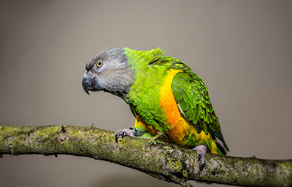 Studio portrait of Senegal parrot (Poicephalus senegalus) perching on branch