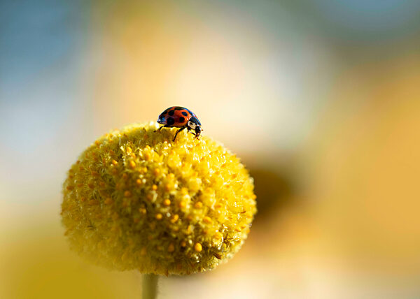 Ladybug crawling on top of billy button (Craspedia glauca)