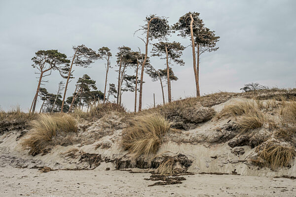 Germany, Mecklenburg-Western Pomerania, Sand dunes of Fischland-Darss-Zingst peninsula