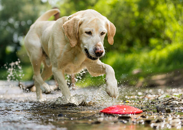 Young Labrador Retriever playing with plastic disc on bank of Rems river