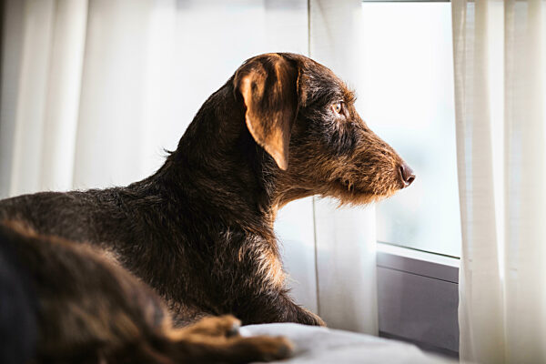 Dog looking through the window