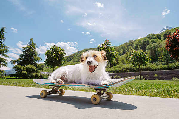 Cute Jack Russell terrier sitting on skateboard