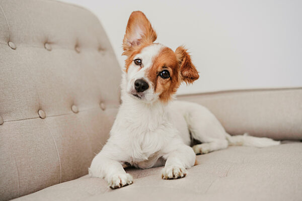 Cute dog sitting on sofa at home