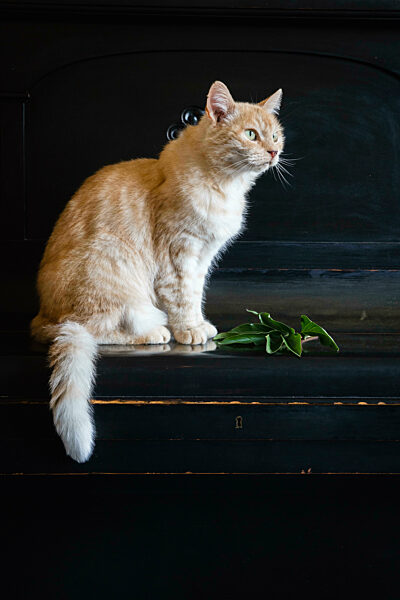 Portrait of cat sitting on top of piano