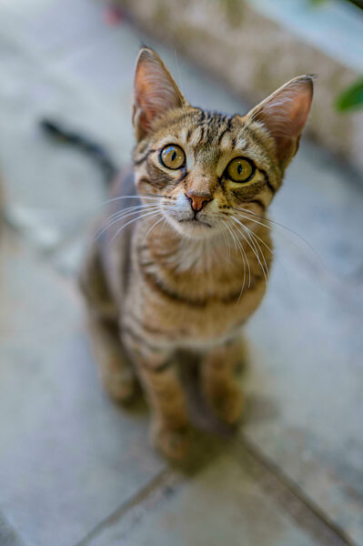 Stray cat sitting at footpath
