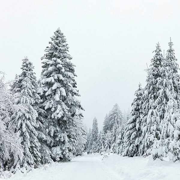 Germany, Baden-Wurttemberg, Snow-covered road in Black Forest