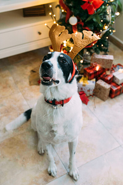 Obedient dog wearing reindeer headband near Christmas tree at home