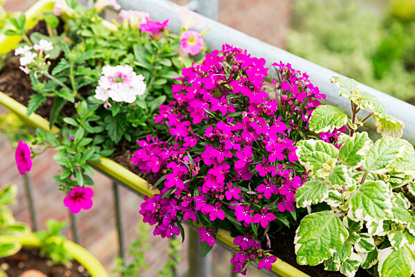 Vibrant pink lobelia blooming in balcony garden