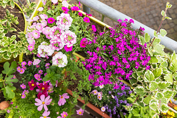 Flowers blooming in balcony garden