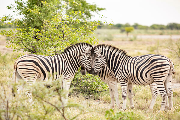 Namibia, Three zebras (Equus Quagga) touching with heads