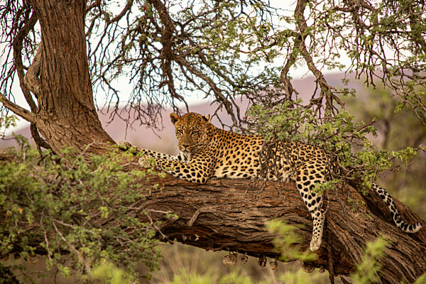 Namibia, Leopard (Panthera pardus) resting on tree in Etosha National Park