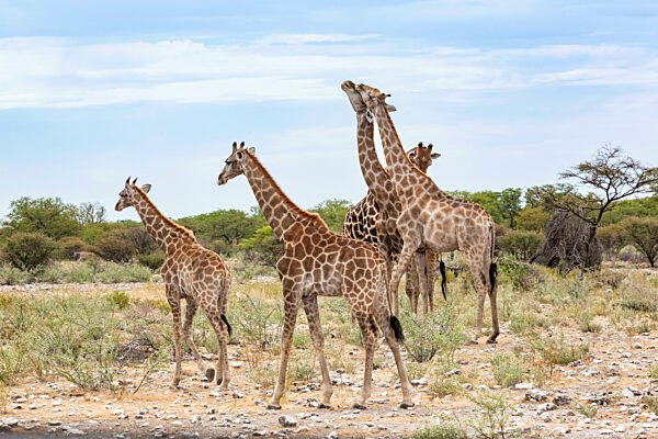 Namibia, Giraffes (Giraffa Camelopardalis) in Etosha National Park
