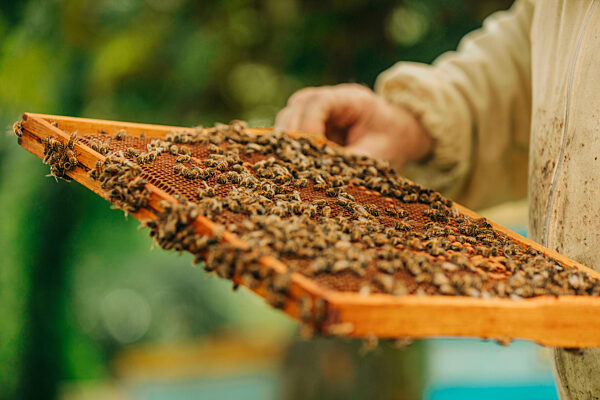 Hand of beekeeper holding border frame of honeybees on honeycomb