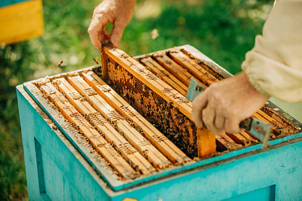 Hands of beekeeper picking up honeycomb frame from bee hive