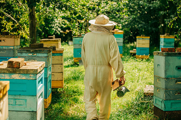 Beekeeper walking between boxes of beehives at apiary