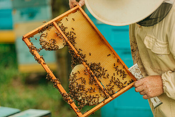 Beekeeper holding border frame of honeybees on honeycomb