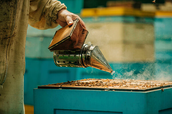 Beekeeper blowing smoke with bee smoker on bee hives