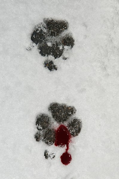 Germany, Bloody dog foot prints in snow