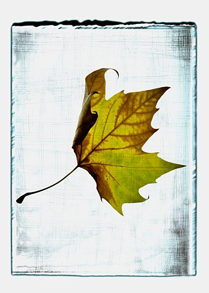 Collage of maple leaf with texture