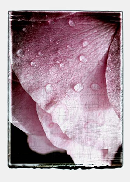 Collage of rose petals with water drops