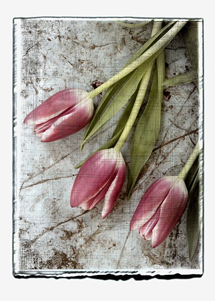 Collage of tulips with texture