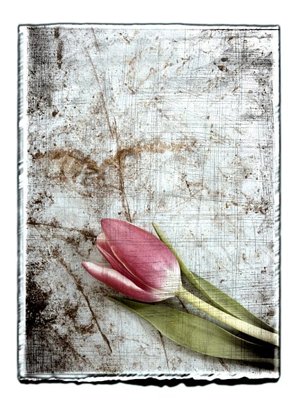 Collage of tulip with texture